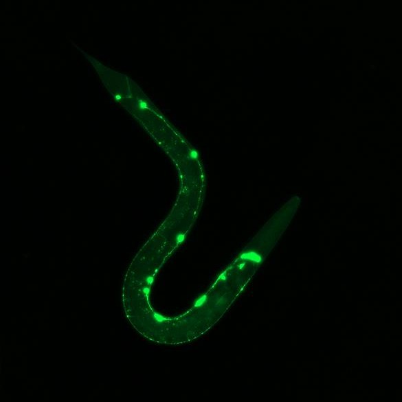 C. elegans microscopy